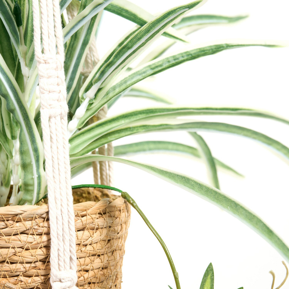 Spider Plant in Hanging Basket2 Image 3