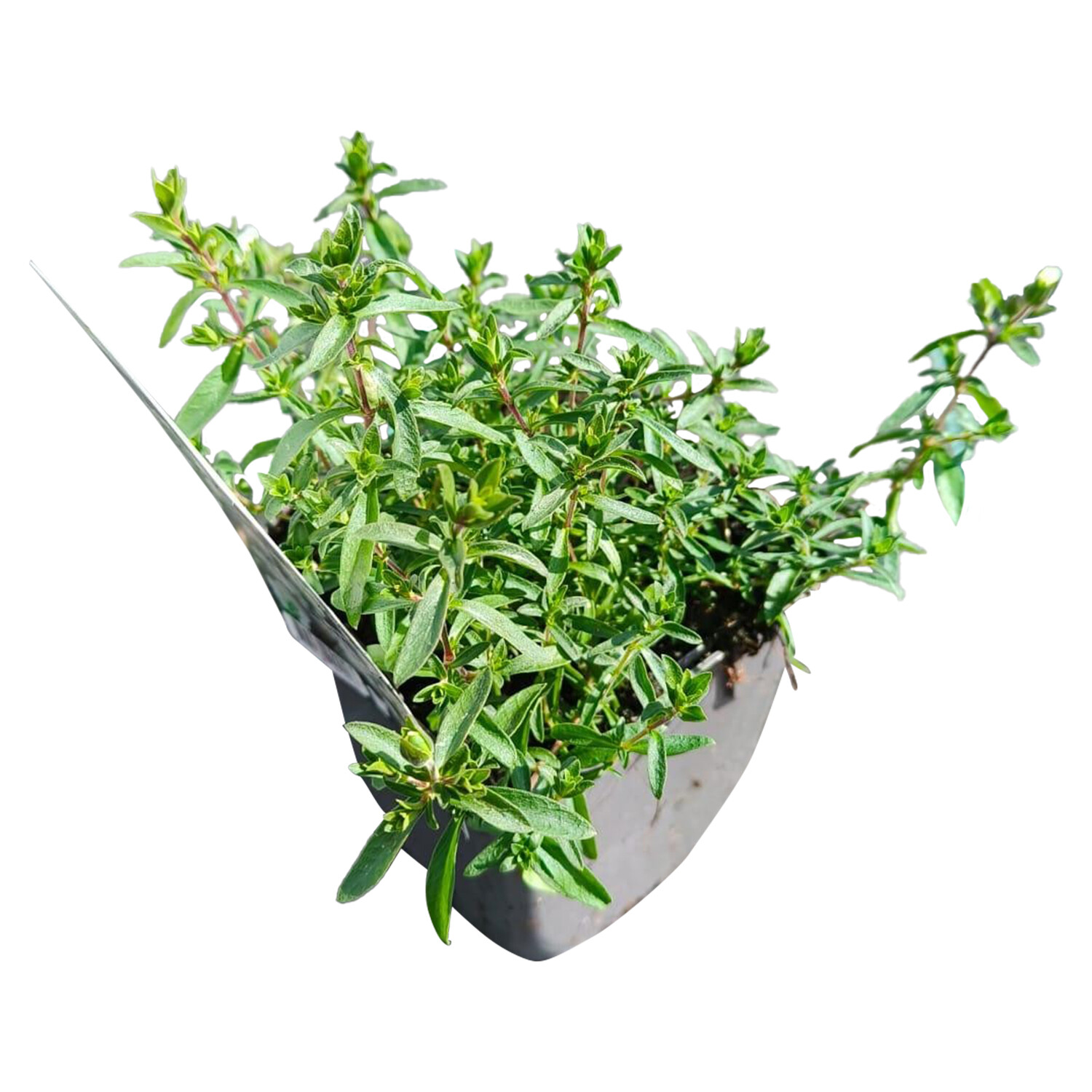 Arenaria Mountain Daisy - White Image 2