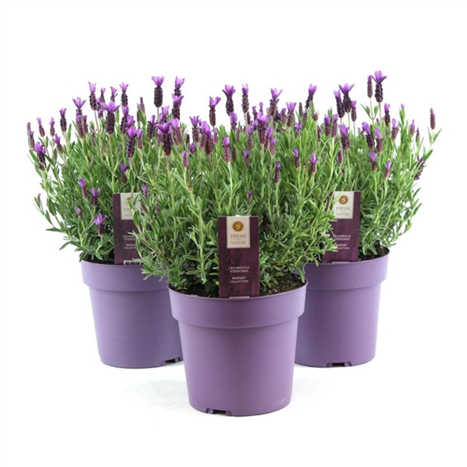 Lavandula Stoechas Anouk - Purple Image