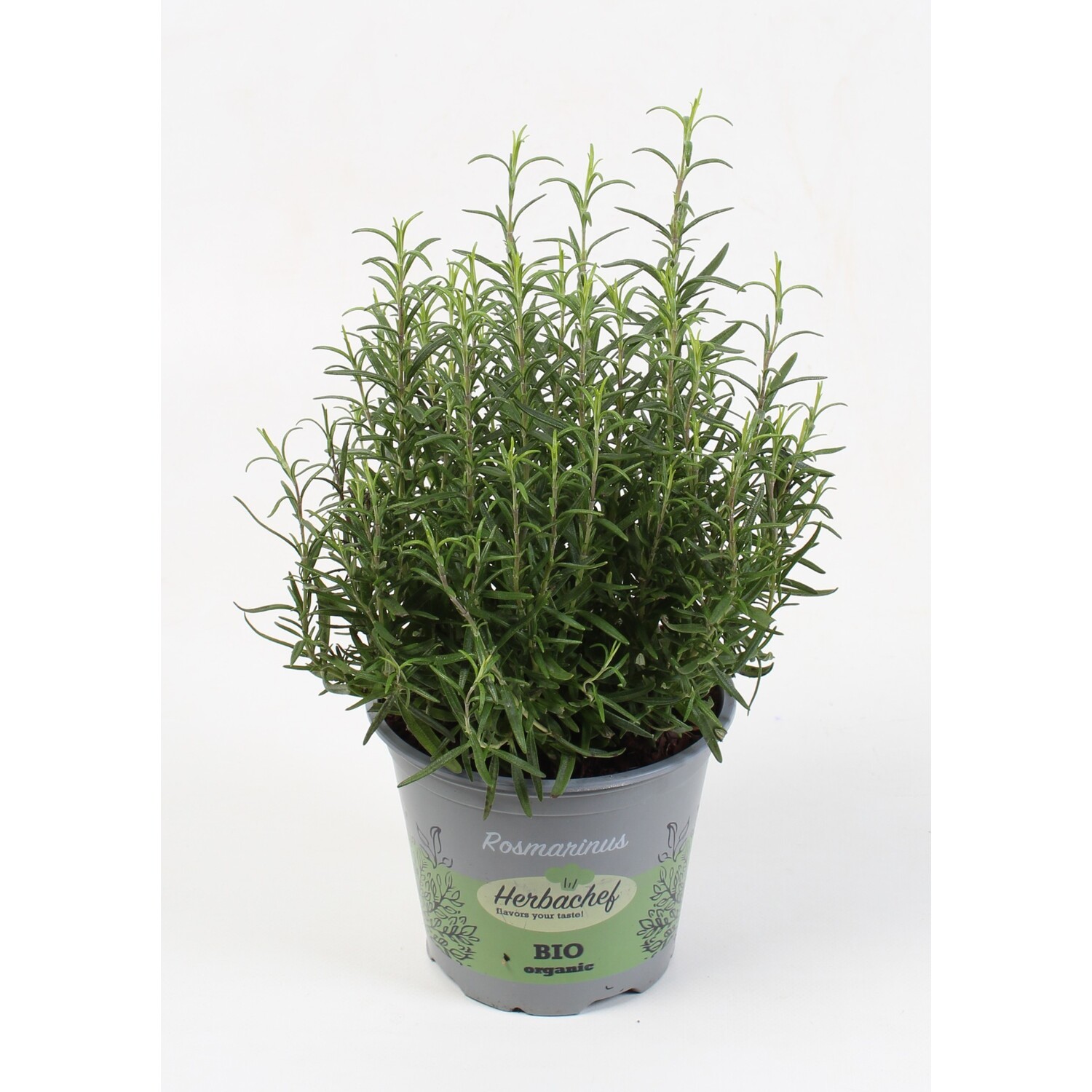 Rosemary Herb - Green Image