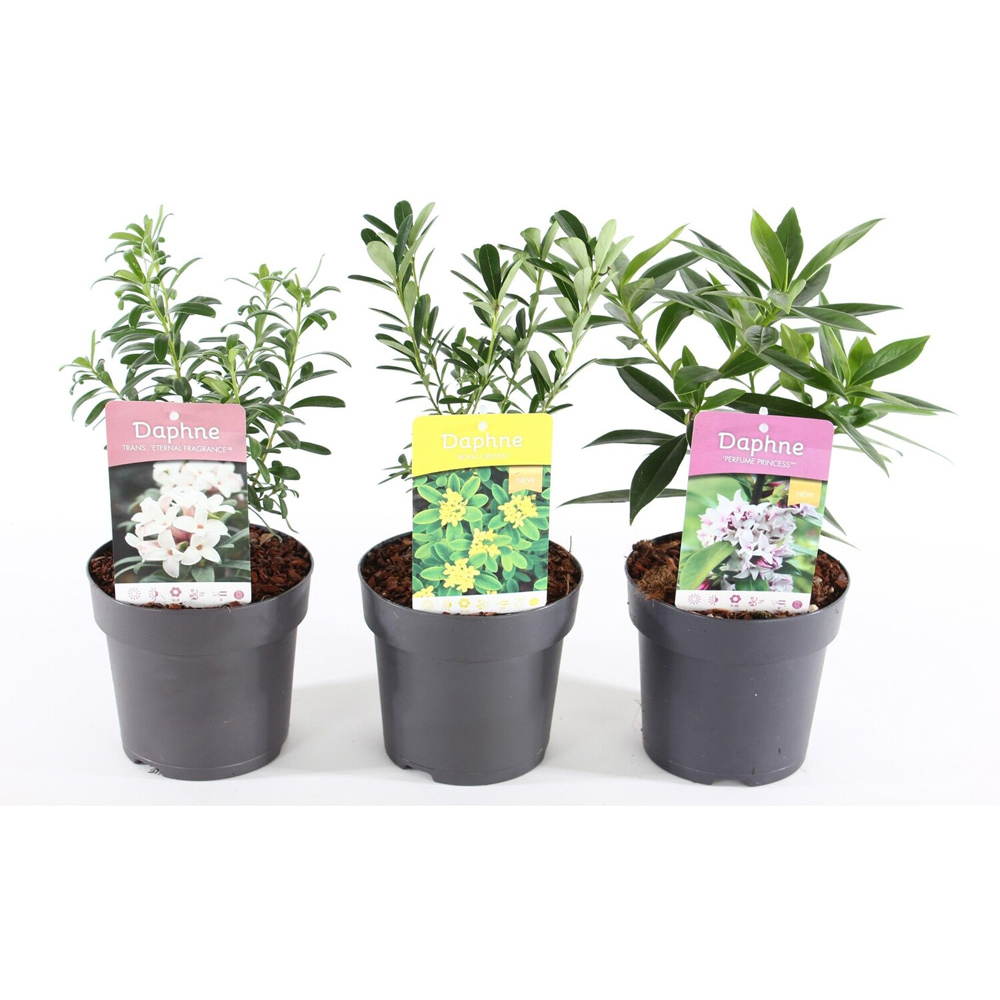 Daphne Plant Image 2