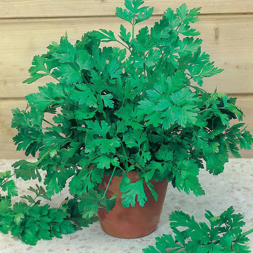 Johnsons Plain Leaved Parsley Herb Seeds Image 2