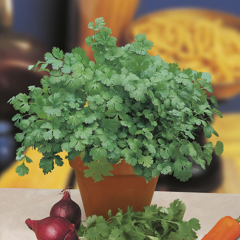 Johnsons Coriander For Leaf Herb Seeds Image 2