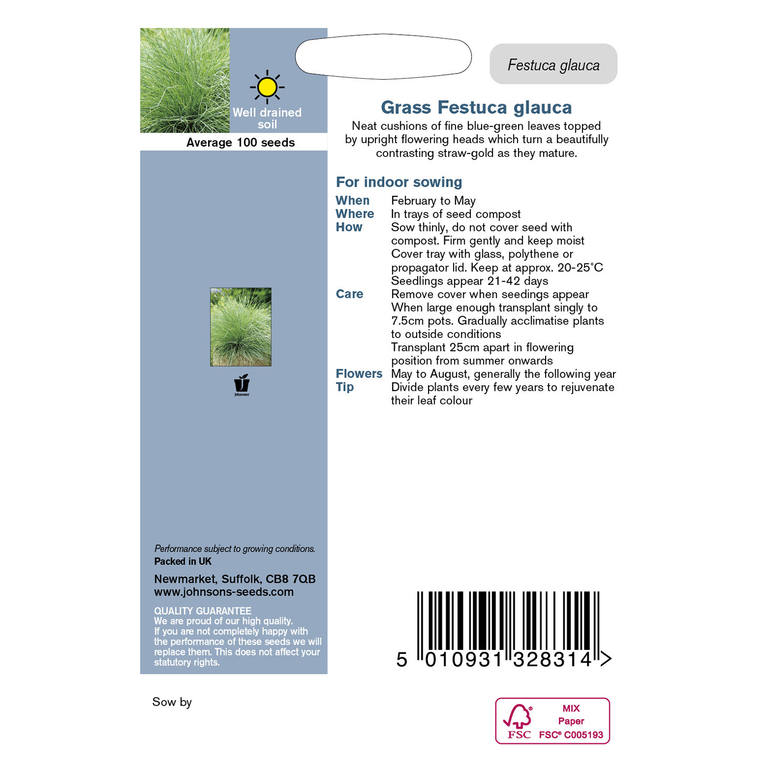 Johnsons Grass Festuca Glauca Image 2