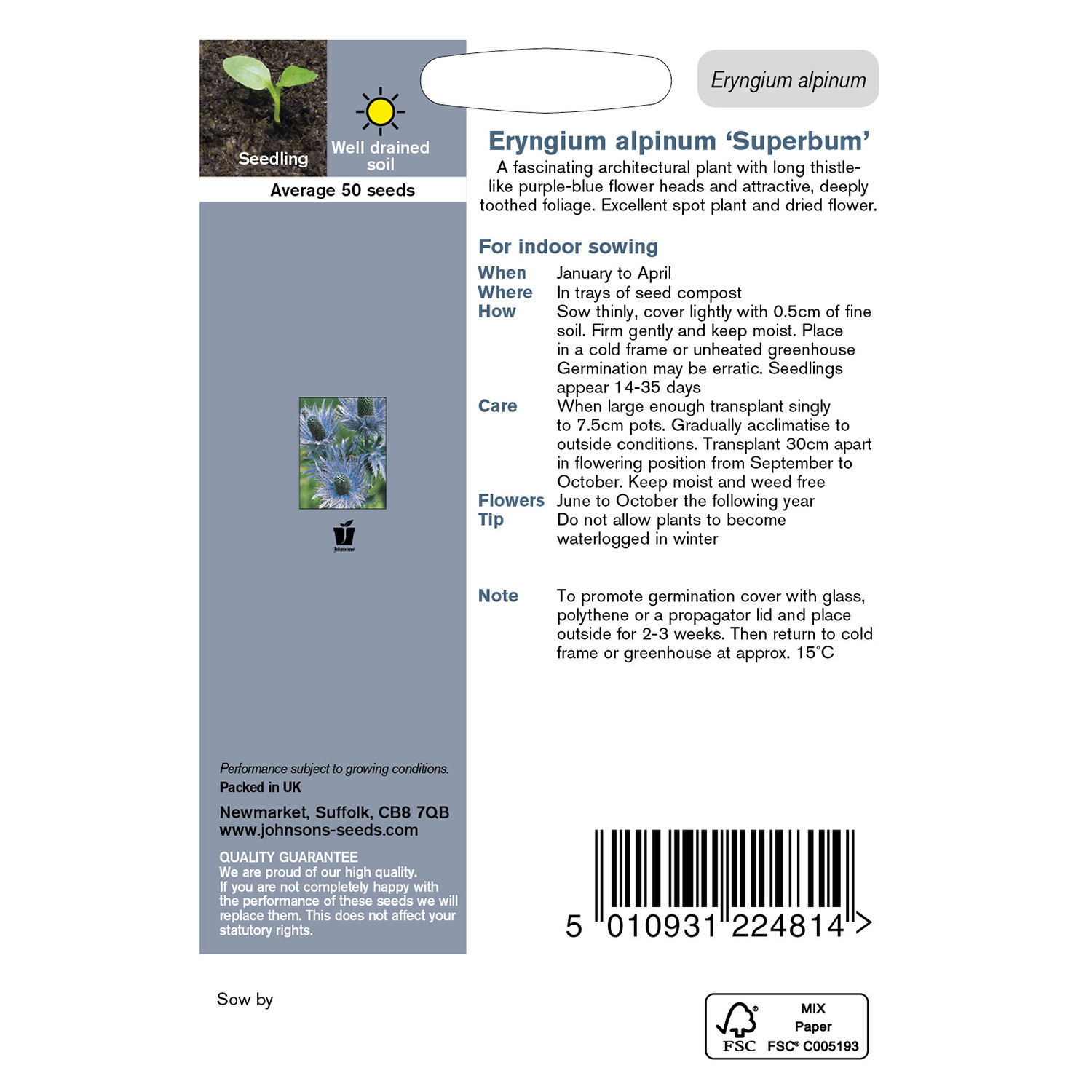 Johnsons Eryngium Alpinum Superbum Flower Seeds Image 3