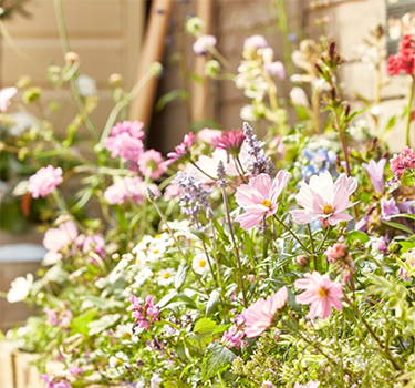 Plants, seed &amp; bulbs