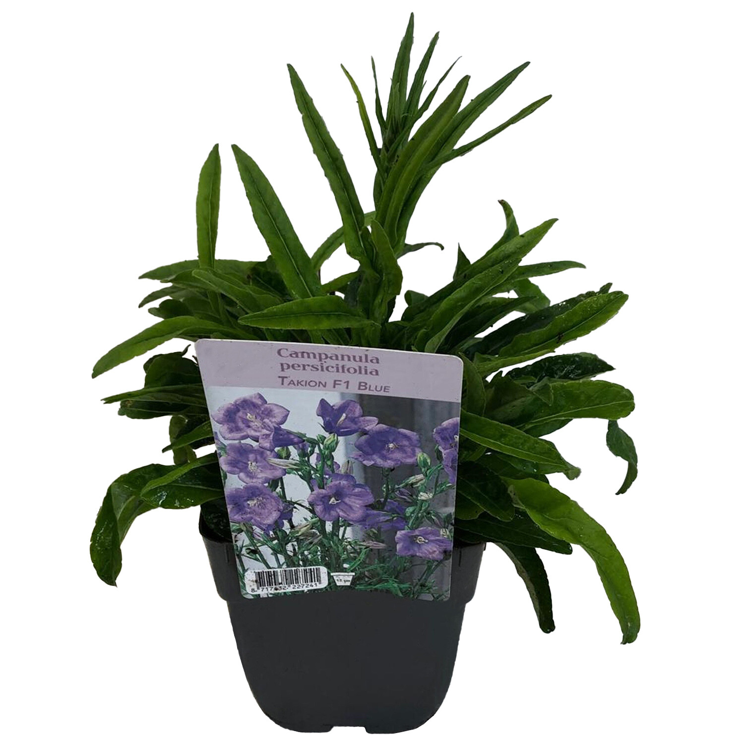 Campanula Takion - Purple Image