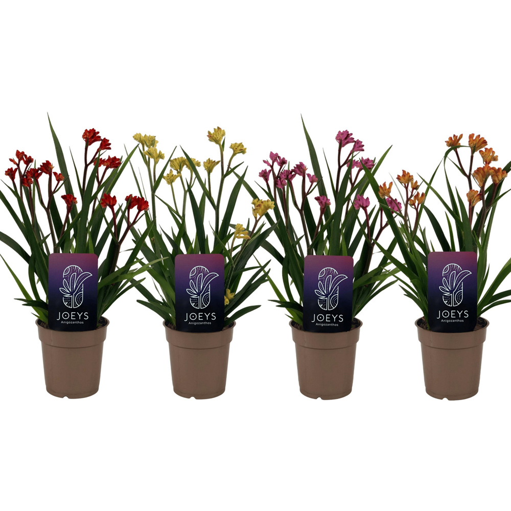Anigozanthos Plant Image 2
