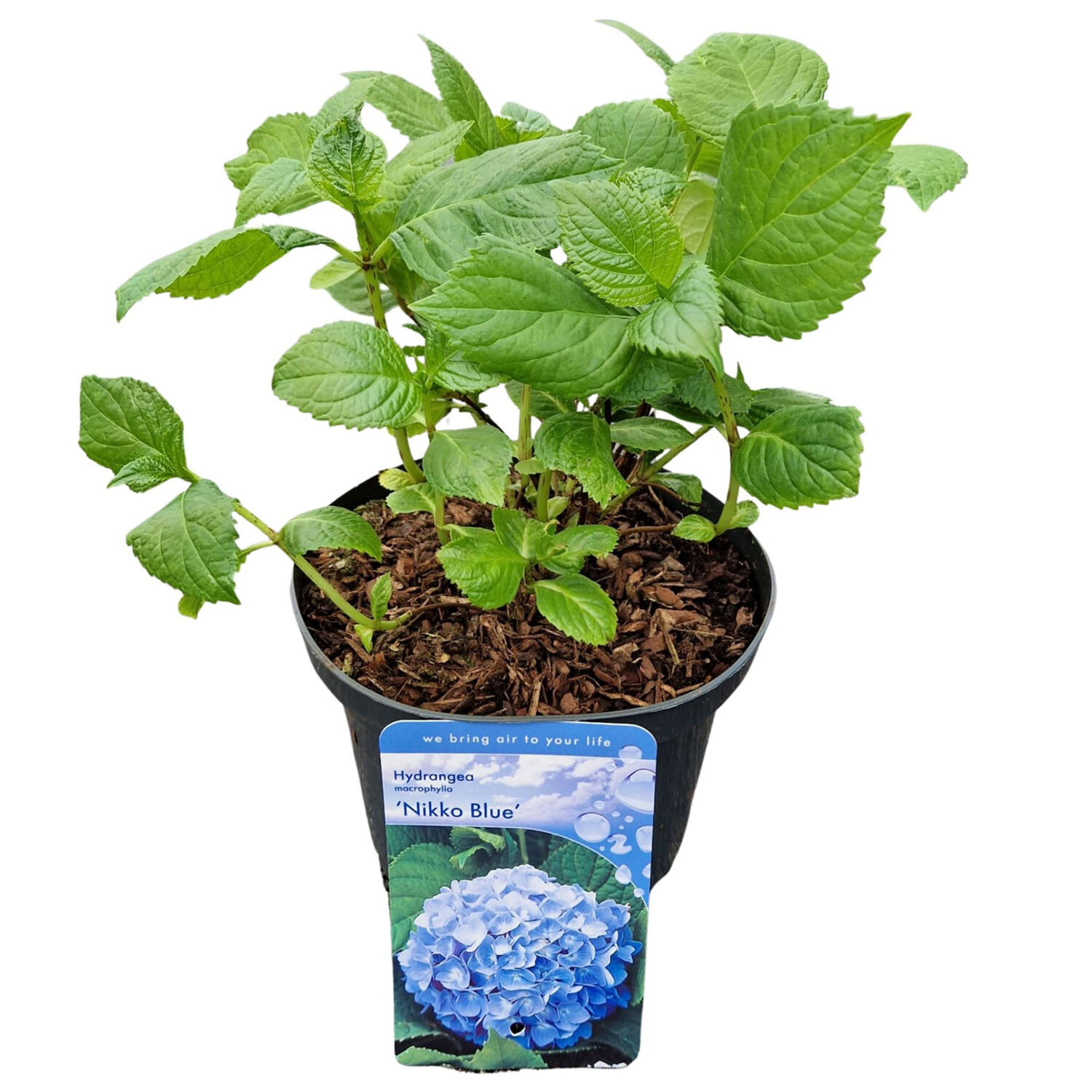 Hydrangea Macrophylla Blue - Blue Image