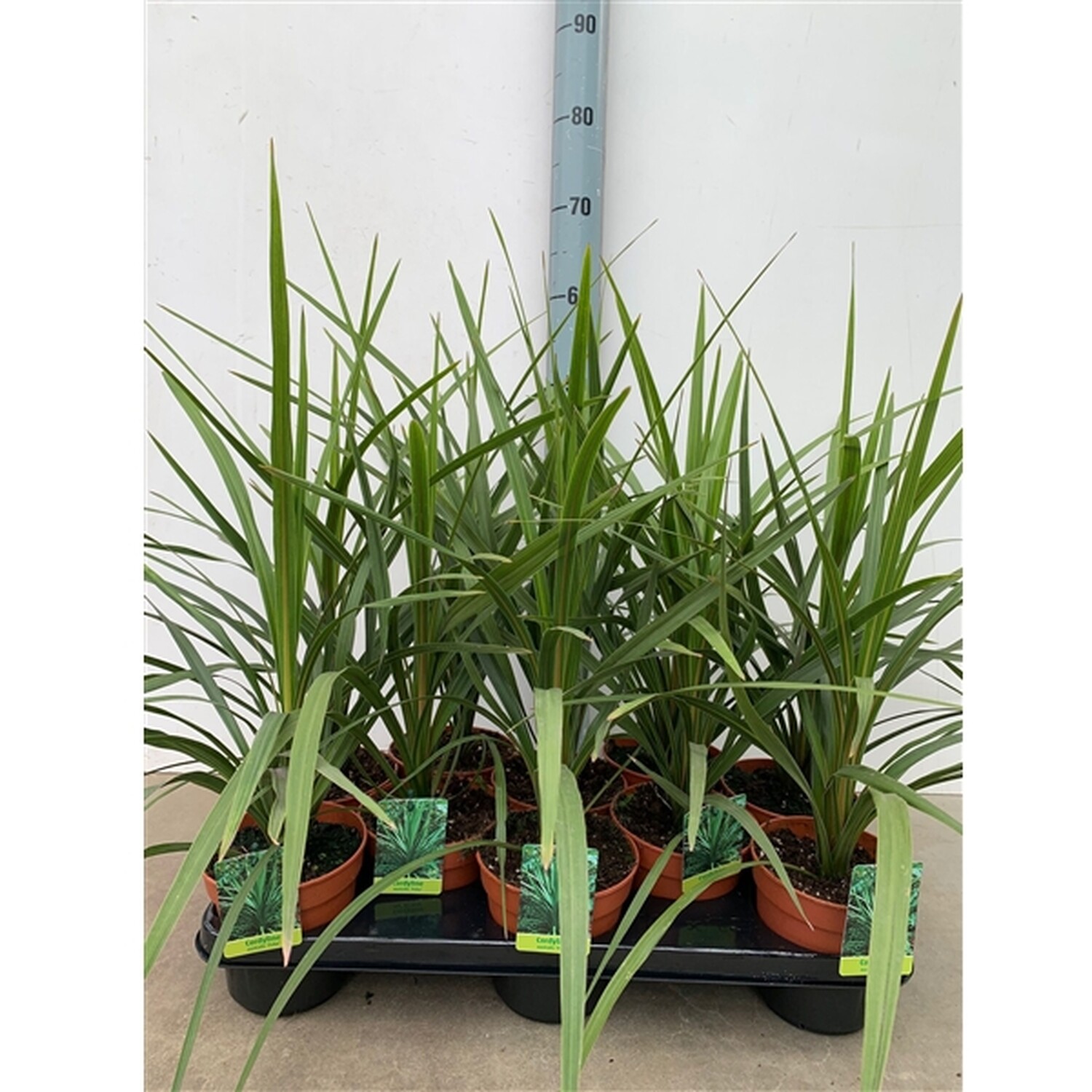 Cordyline Green Peko Image