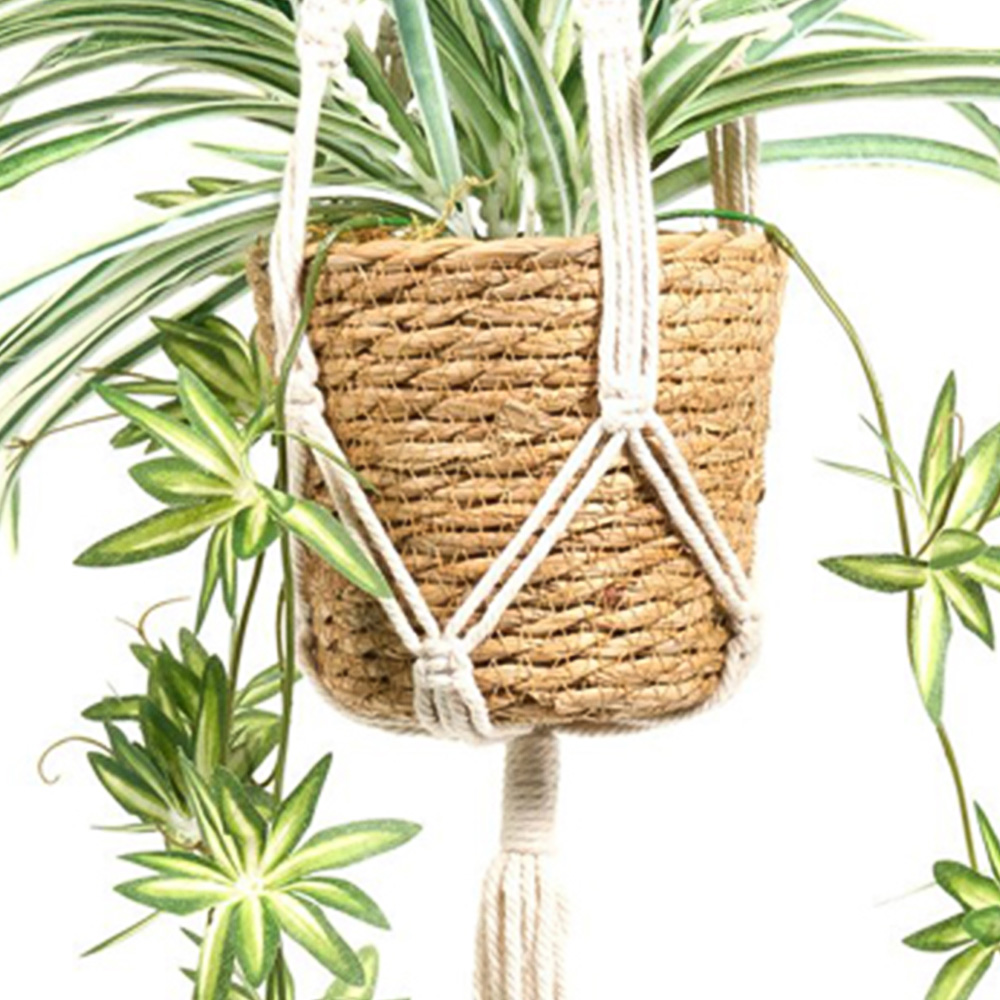 Spider Plant in Hanging Basket2 Image 5