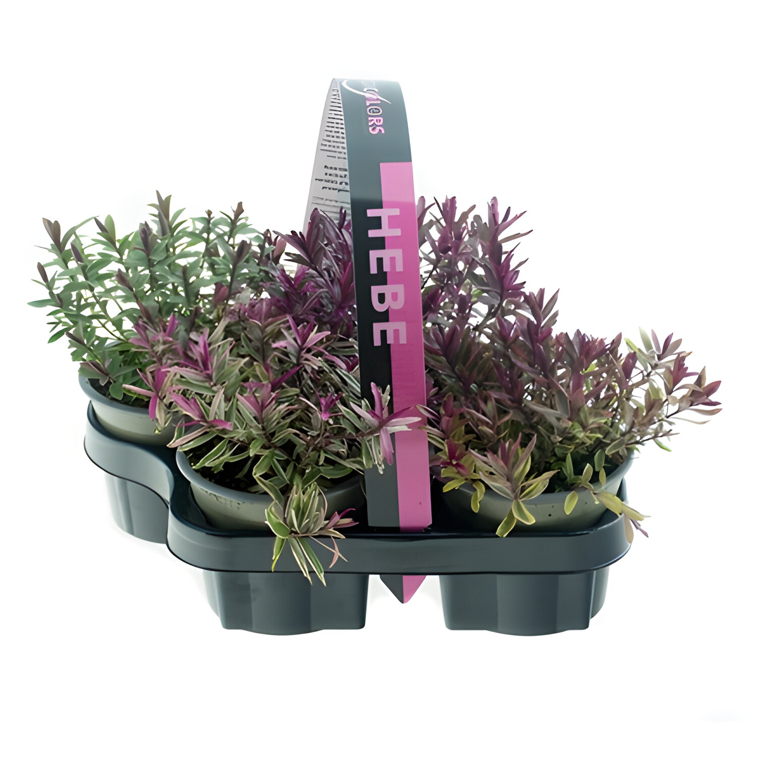 Pack of 4 Hebe Plant Collection - Multicolour Image