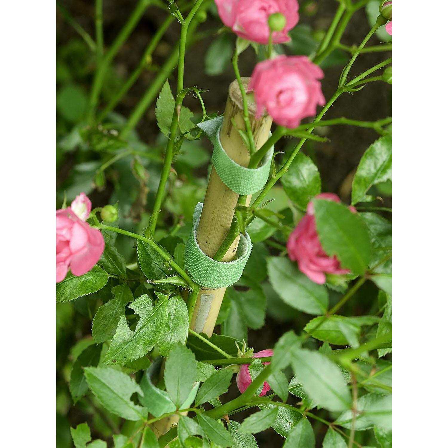 One Wrap Plant Ties - Green / 5m Image 3