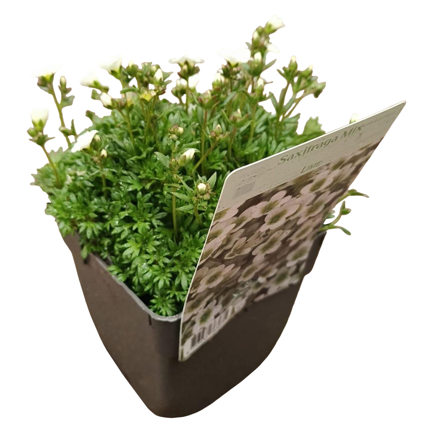 Saxifrage Mix 13cm - Green Image