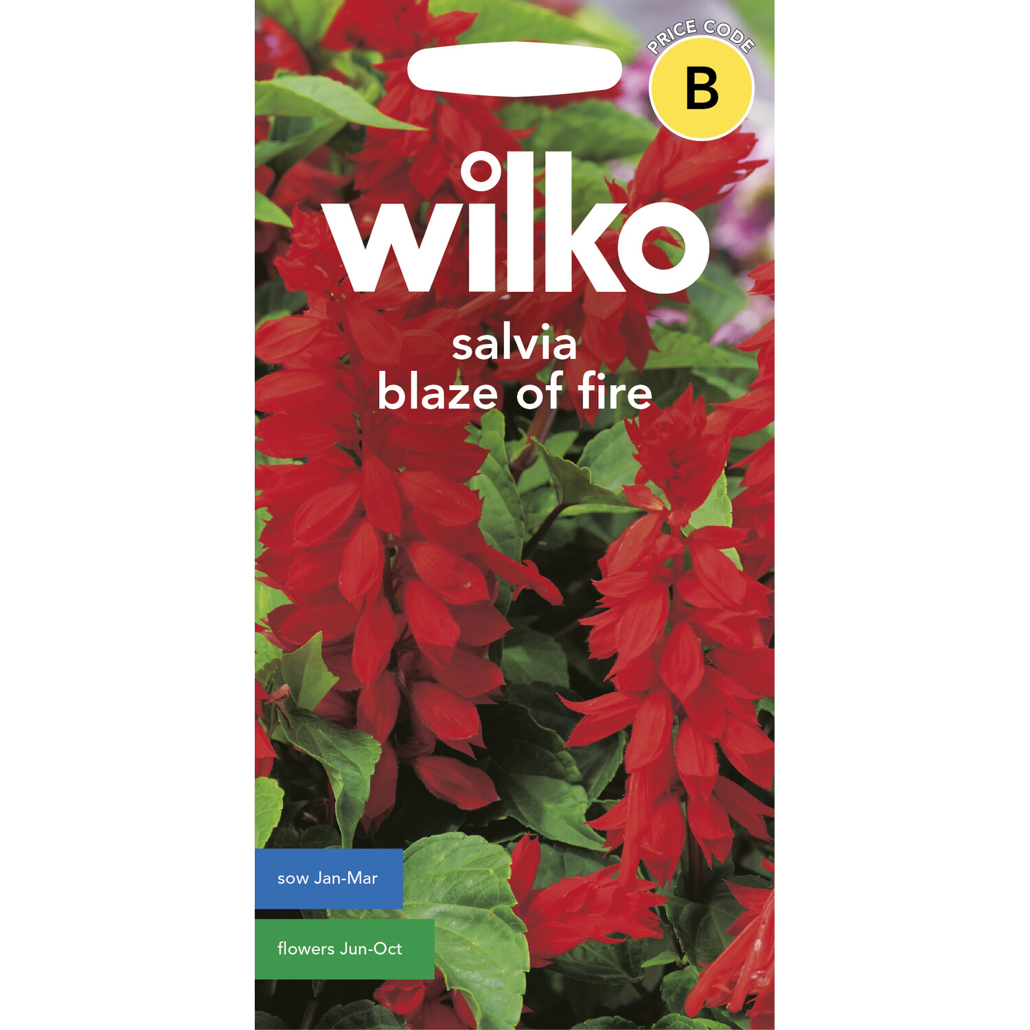Wilko Salvia Blaze of Fire Seeds Image 1