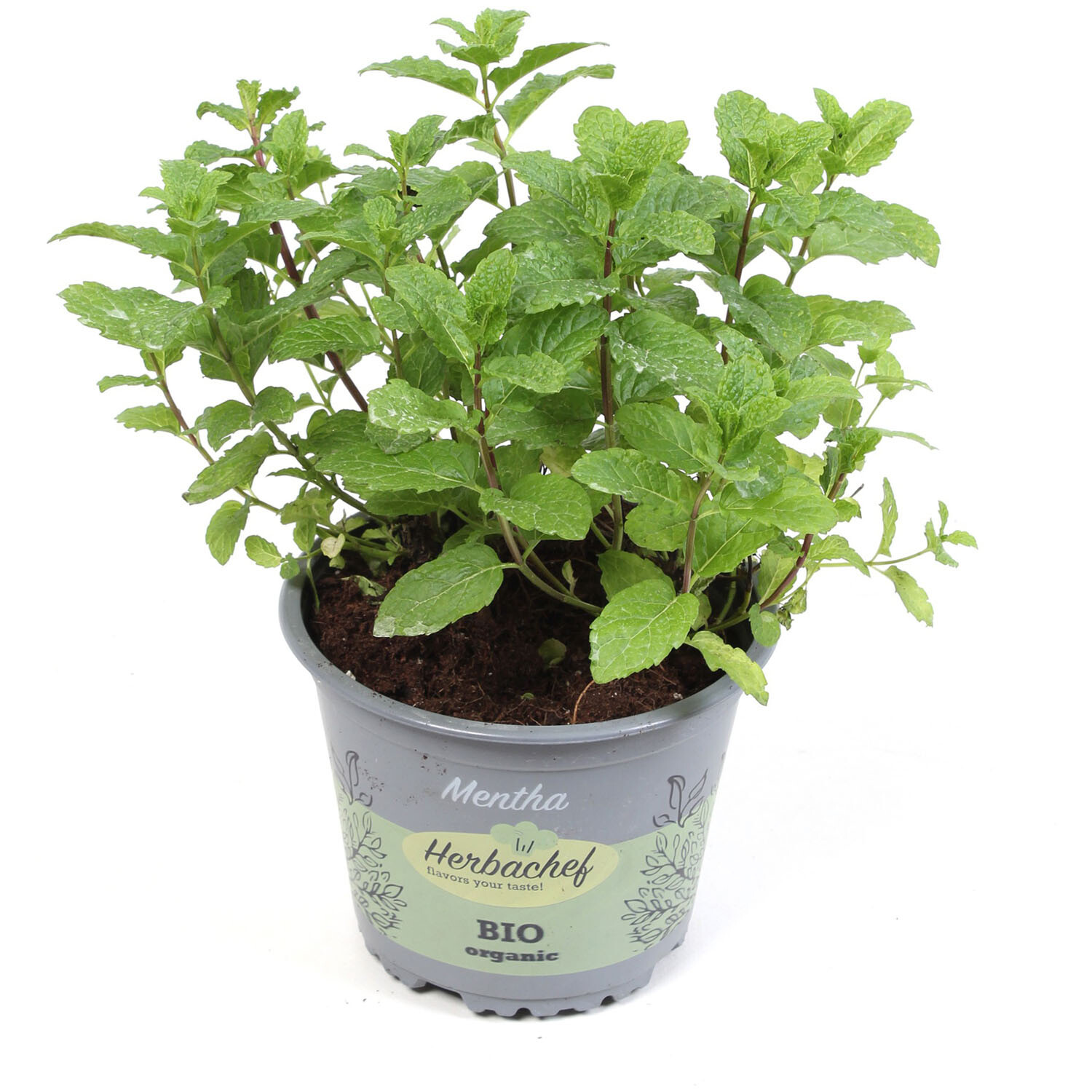 Mint Herb - Green Image