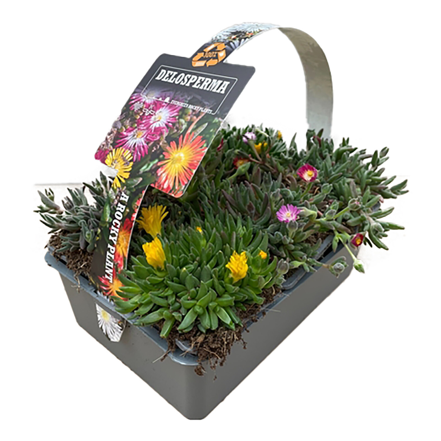 Pack of 6 Delosperma Image