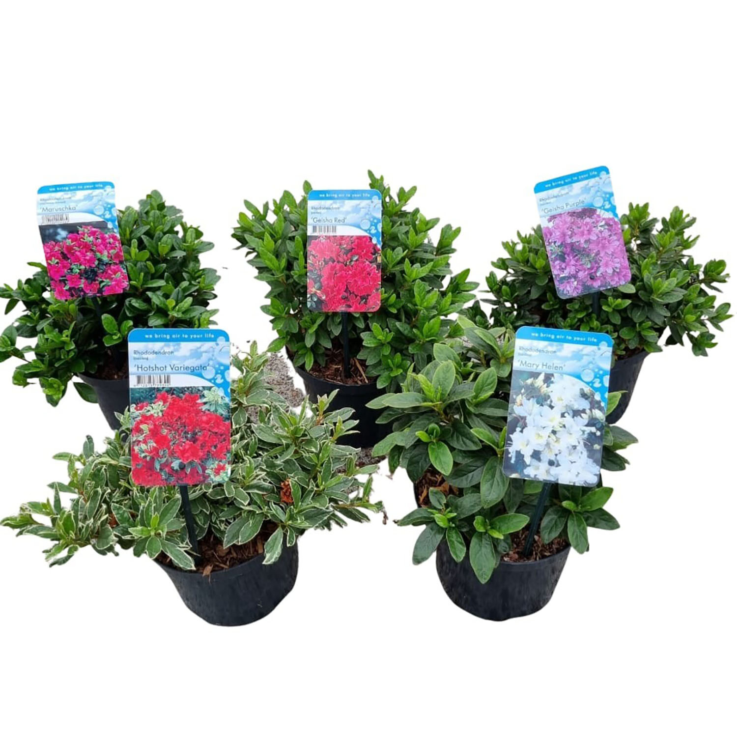 Azalea Japonica Mix - Multicolour Image