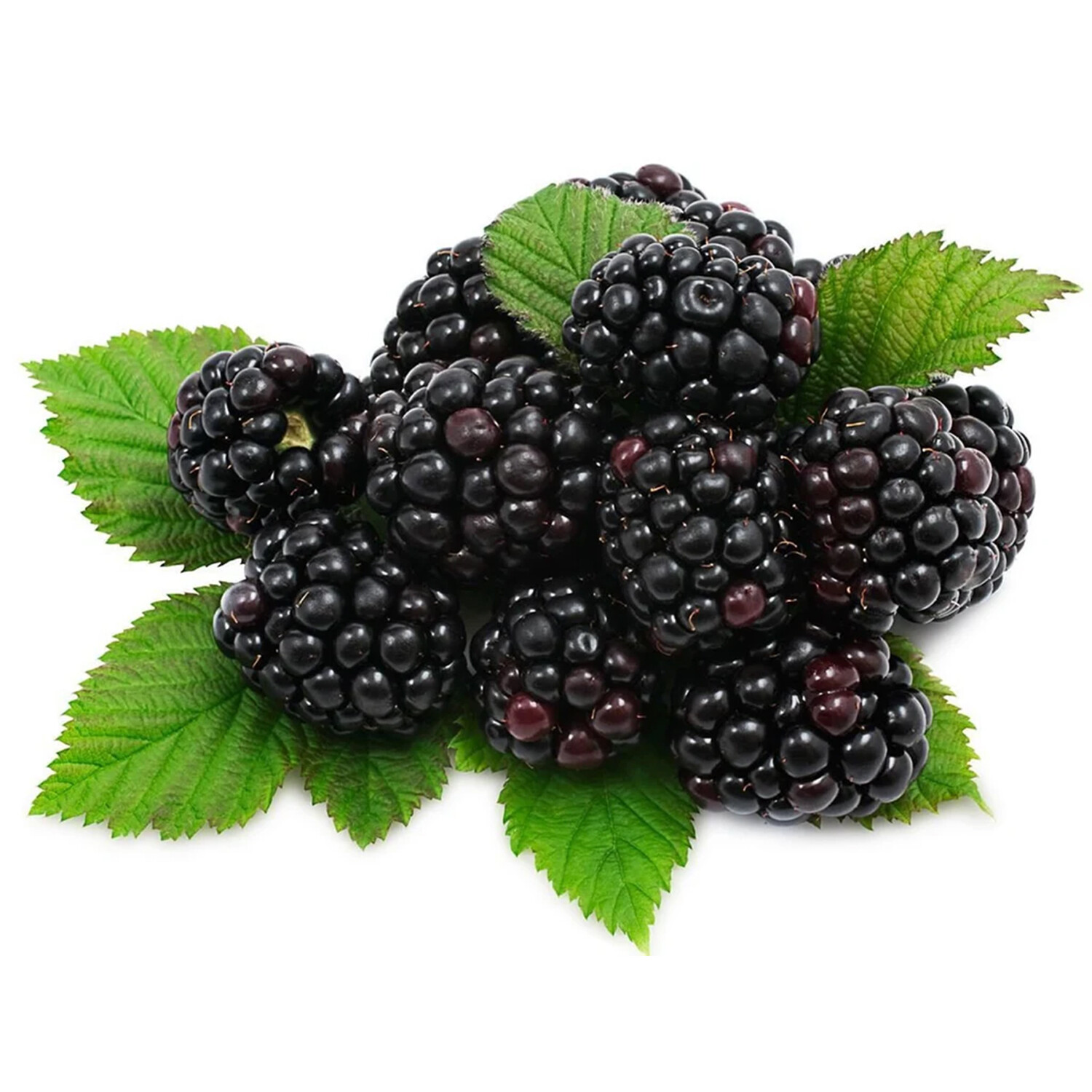 Blackberry Plant Image 2
