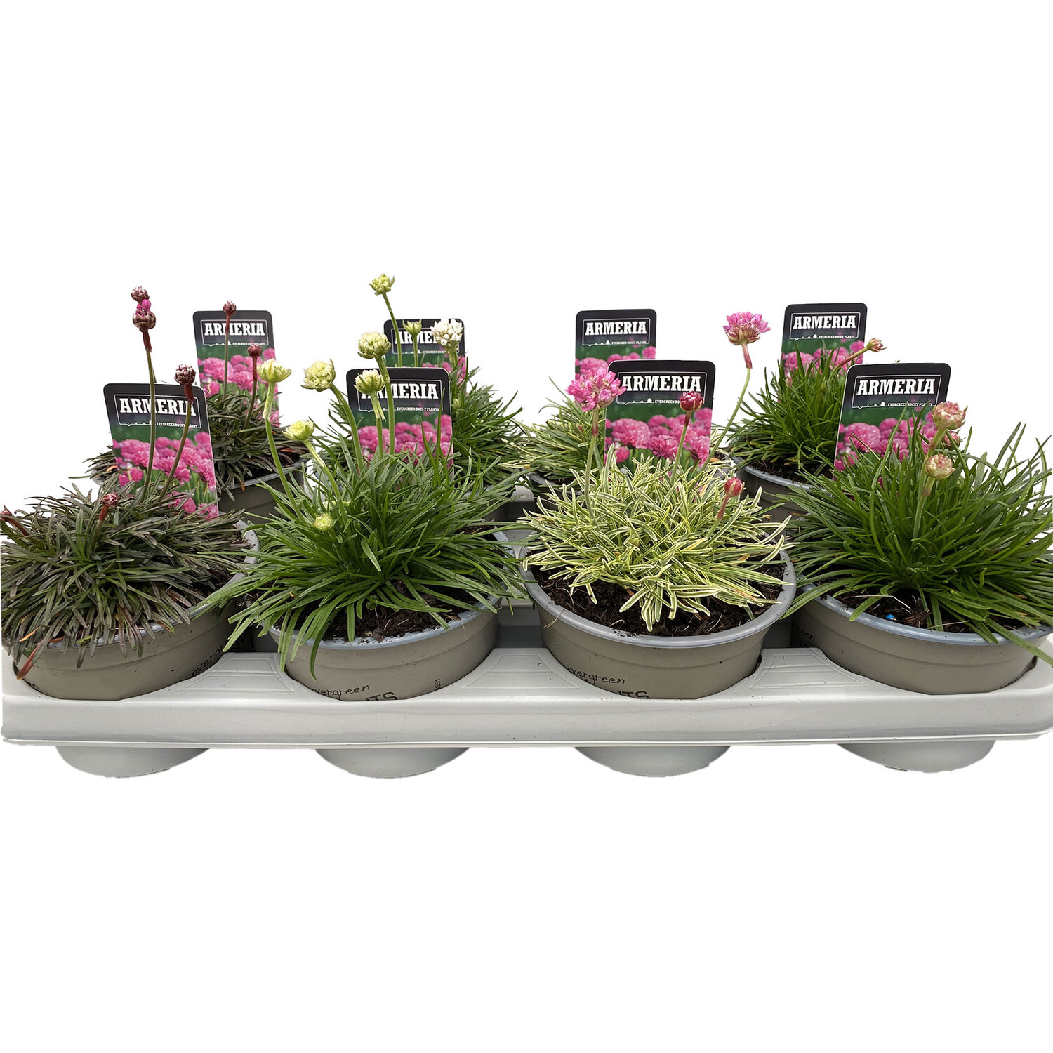 Armeria Image