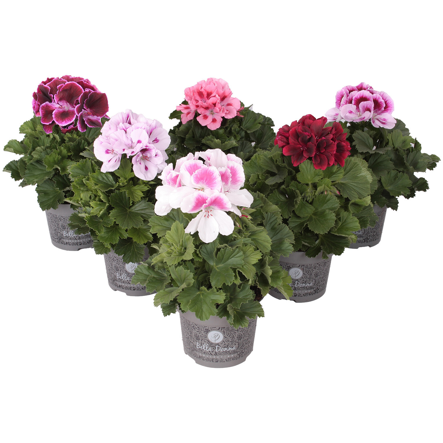 Pelargonium Bella Donna - Mix Image