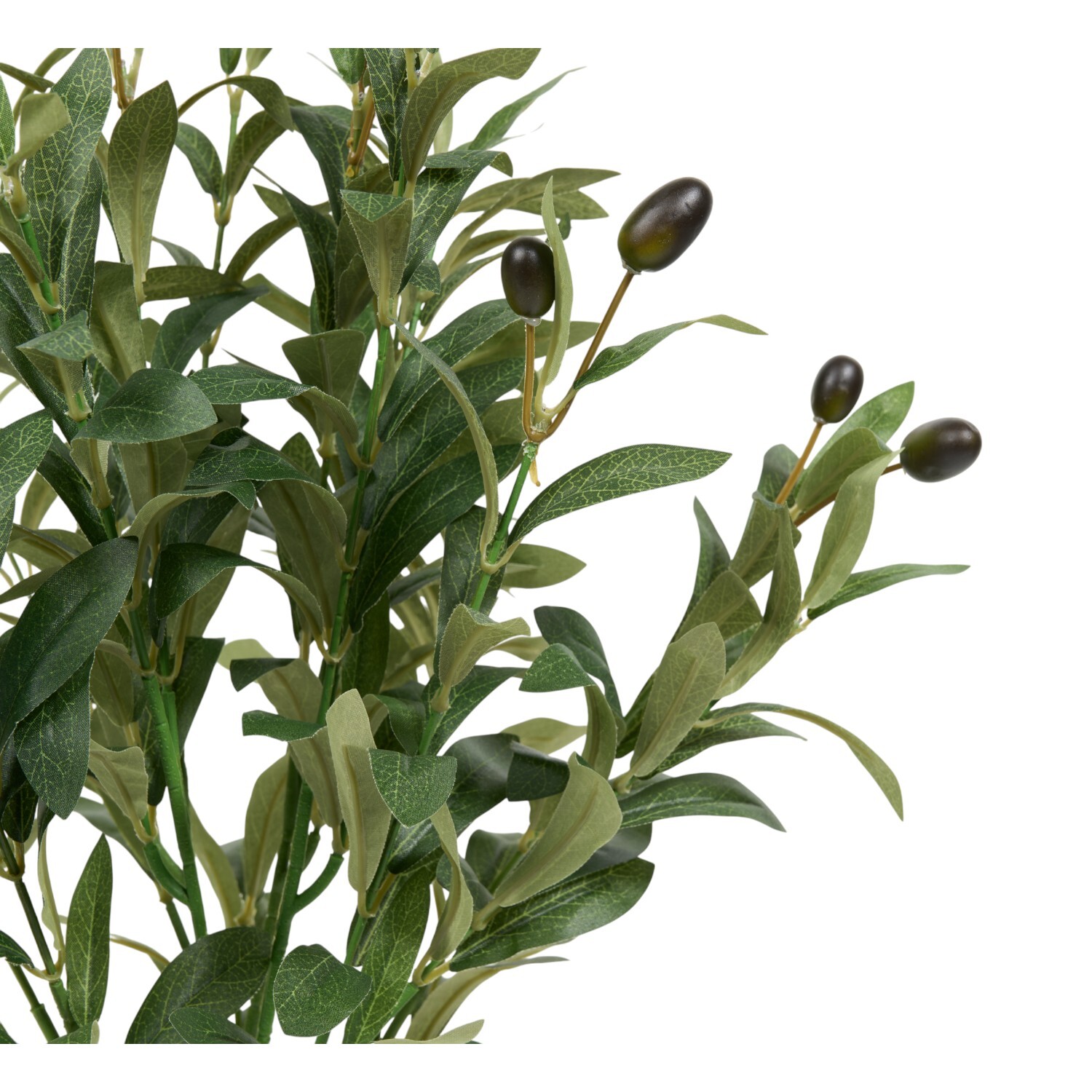 Potted Olive Tree2 Image 3