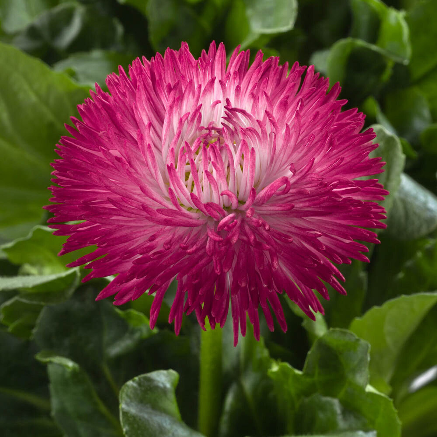 Bellis Habanera Plant Pot Image 1