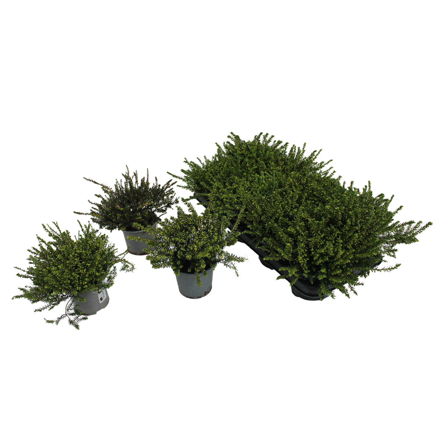 Erica Darleyensis Mix 11cm - Green Image
