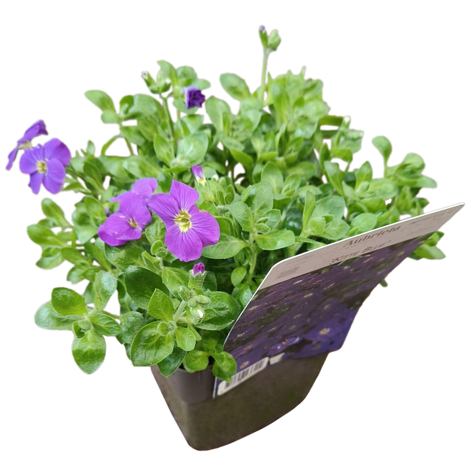 Aubretia Mix 13cm - Green Image