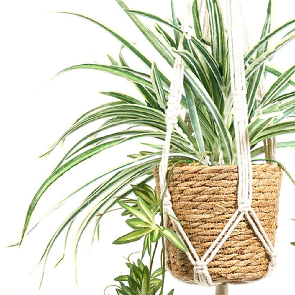 Spider Plant in Hanging Basket2 Image 6