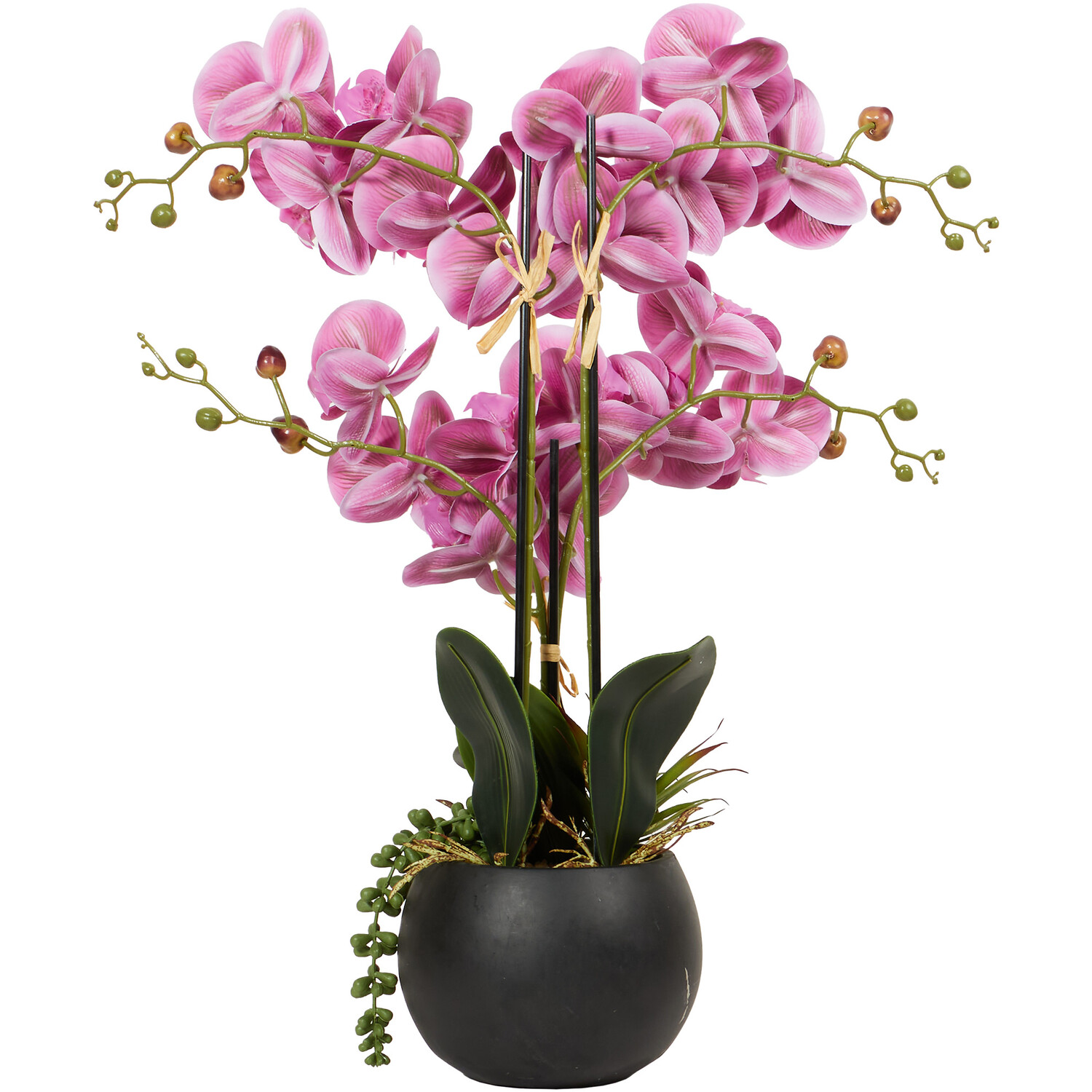 Pink Orchid in Black Pot with Succulent - Pink Image 3
