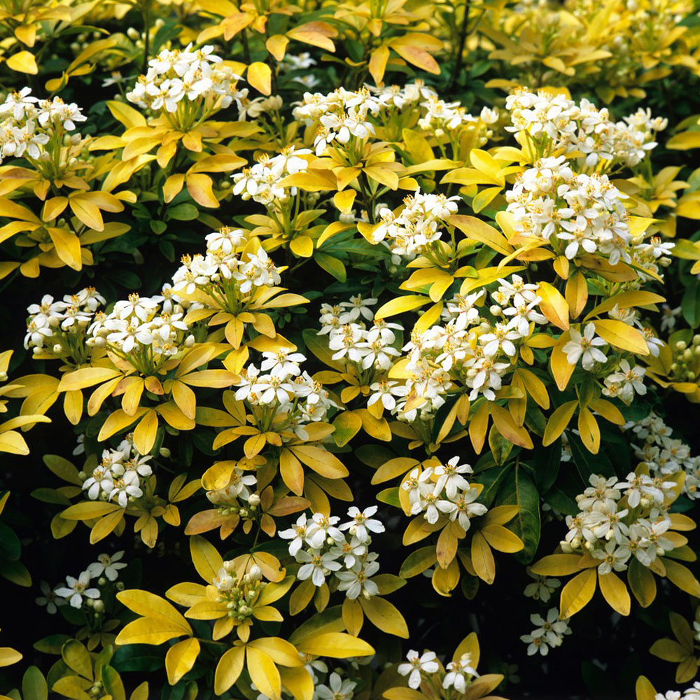 Choisya Sundance Potted Plant White Image 2