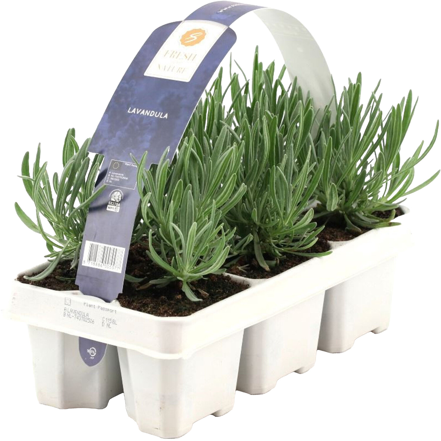 Lavender Plant Carry Pack - Purple Image