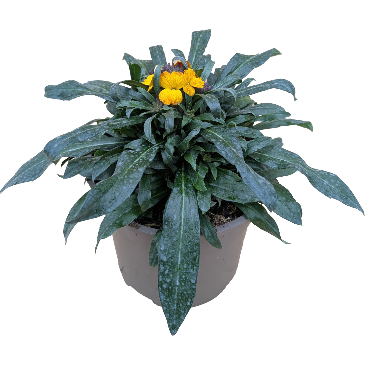 Erysimum Mixed 40cm - Multicolour Image 1