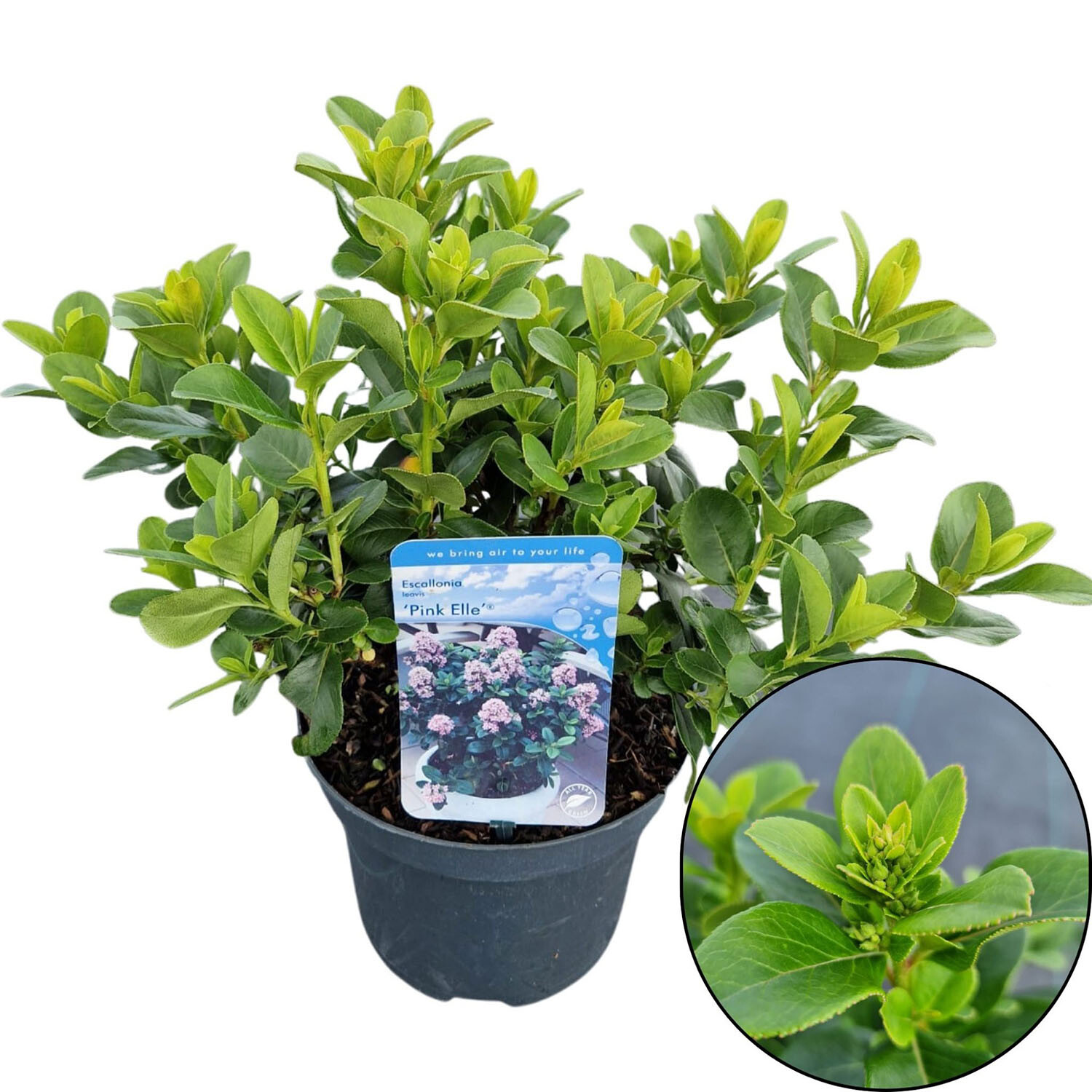 Escallonia Leavis Pink Elle Shrubs 19cm - Green Image