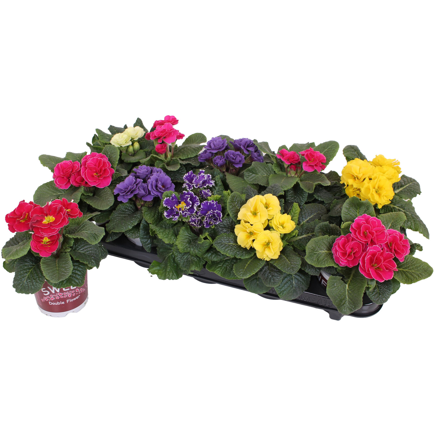 Primula Specials Sweet Rubens - Multicolour Image