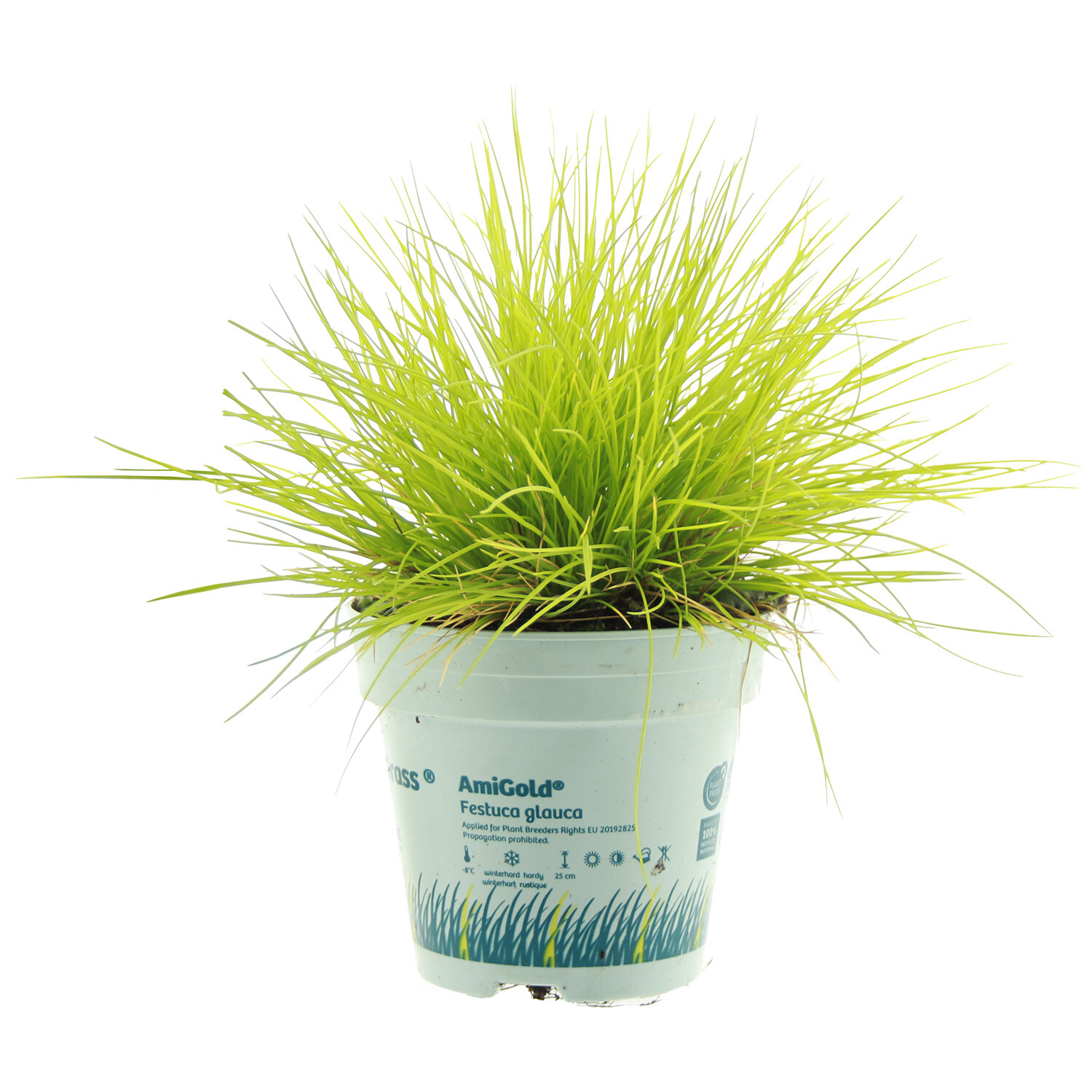 Festuca glauca - AmiGold / 10.5cm Image
