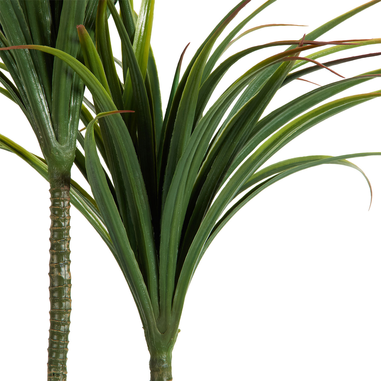 Dragon Tree in Ceramic Pot - Green and White Image 4