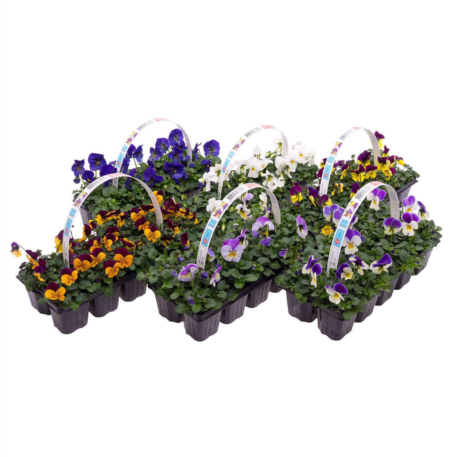 Bedding Viola Cornutta Image
