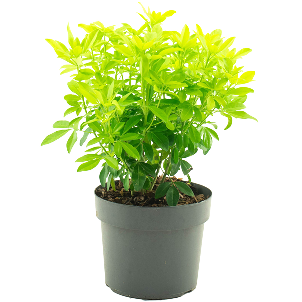 Choisya Sundance Potted Plant White Image 1