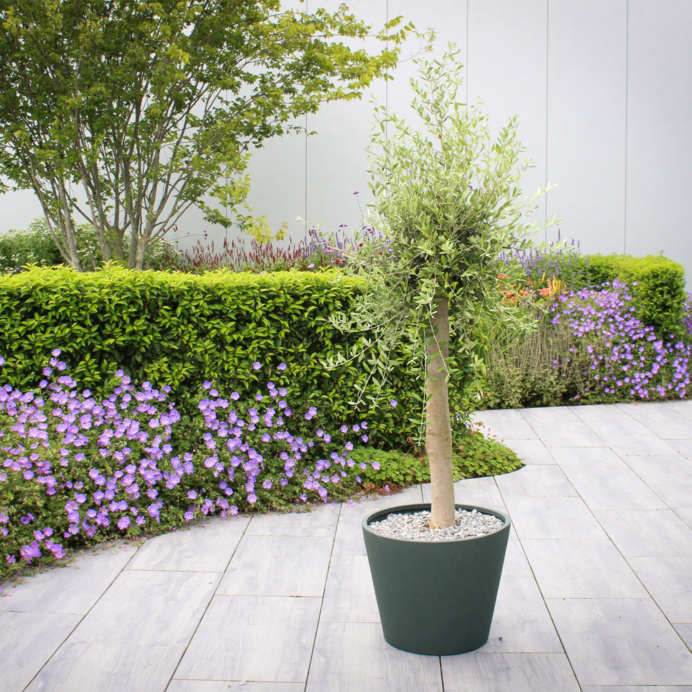 Mediterranean Olive Tree - Green Image 2