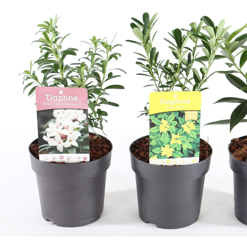 Daphne Plant Image 3