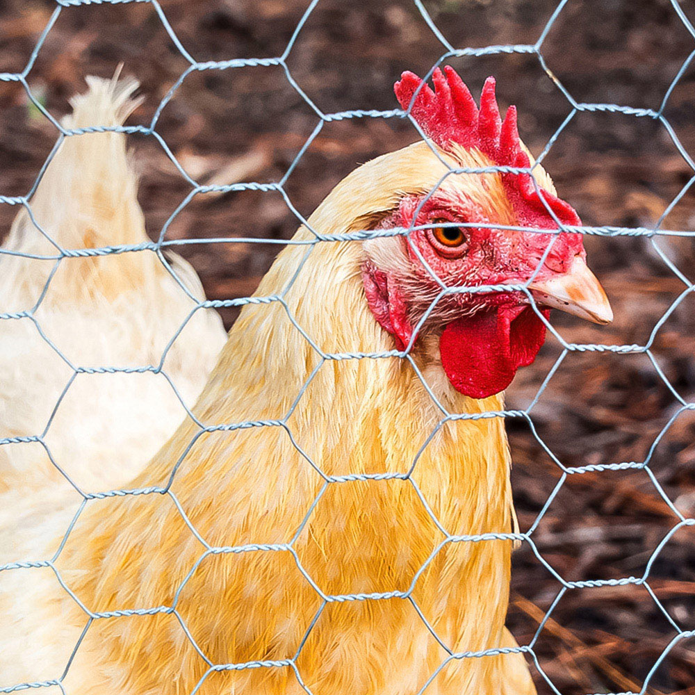 Inspirational Gifting 25mm Galvanised Wire Mesh Chicken Fencing Roll 120cm x 50m Image 2
