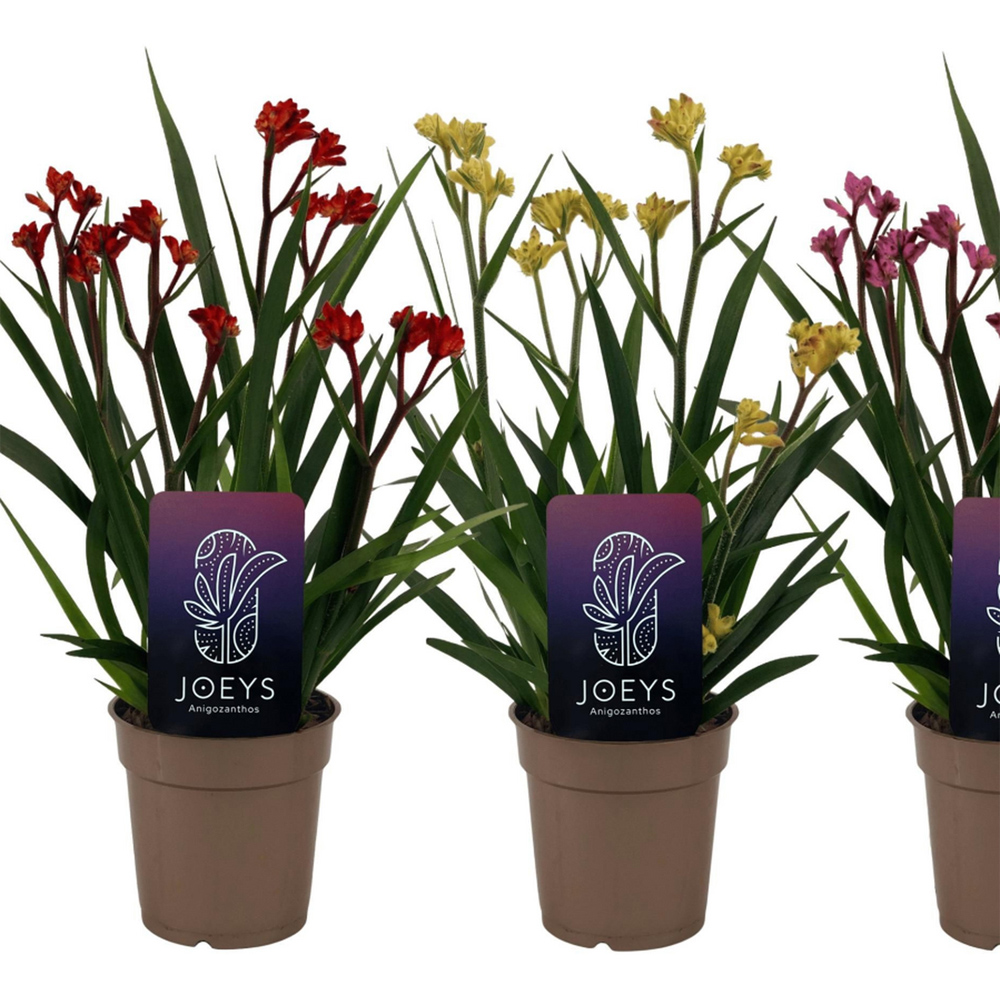 Anigozanthos Plant Image 3