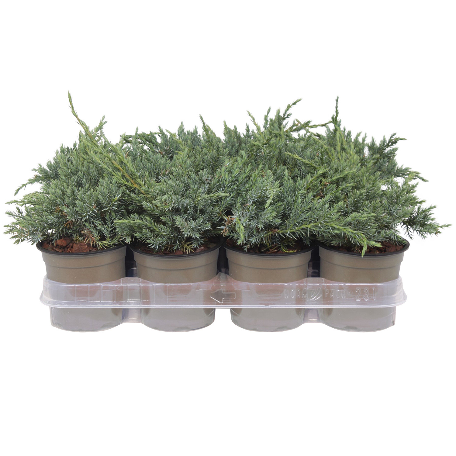 Juniperius Squamata Blue Carpet 11cm - Blue Green Image