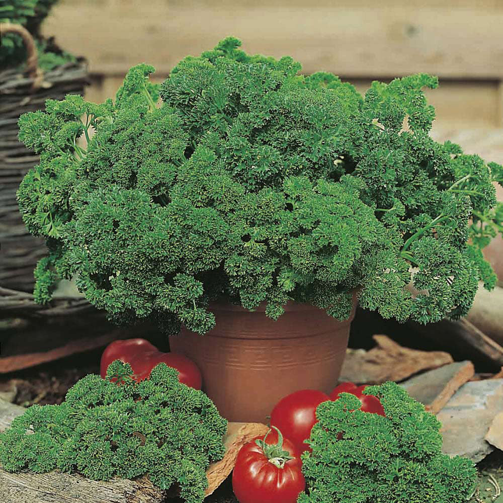 Johnsons Parsley Moss Curled Seeds Image 2