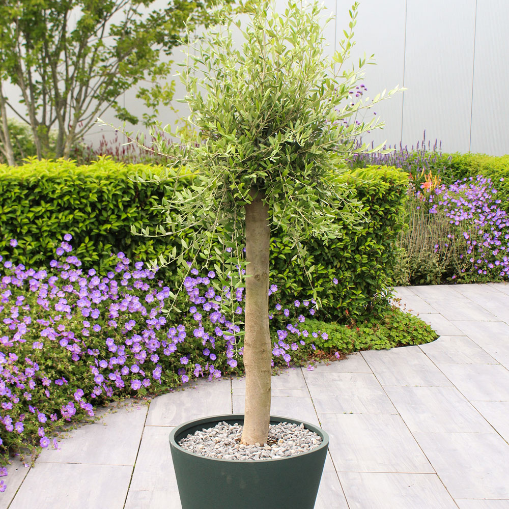 Mediterranean Olive Tree - Green Image 3