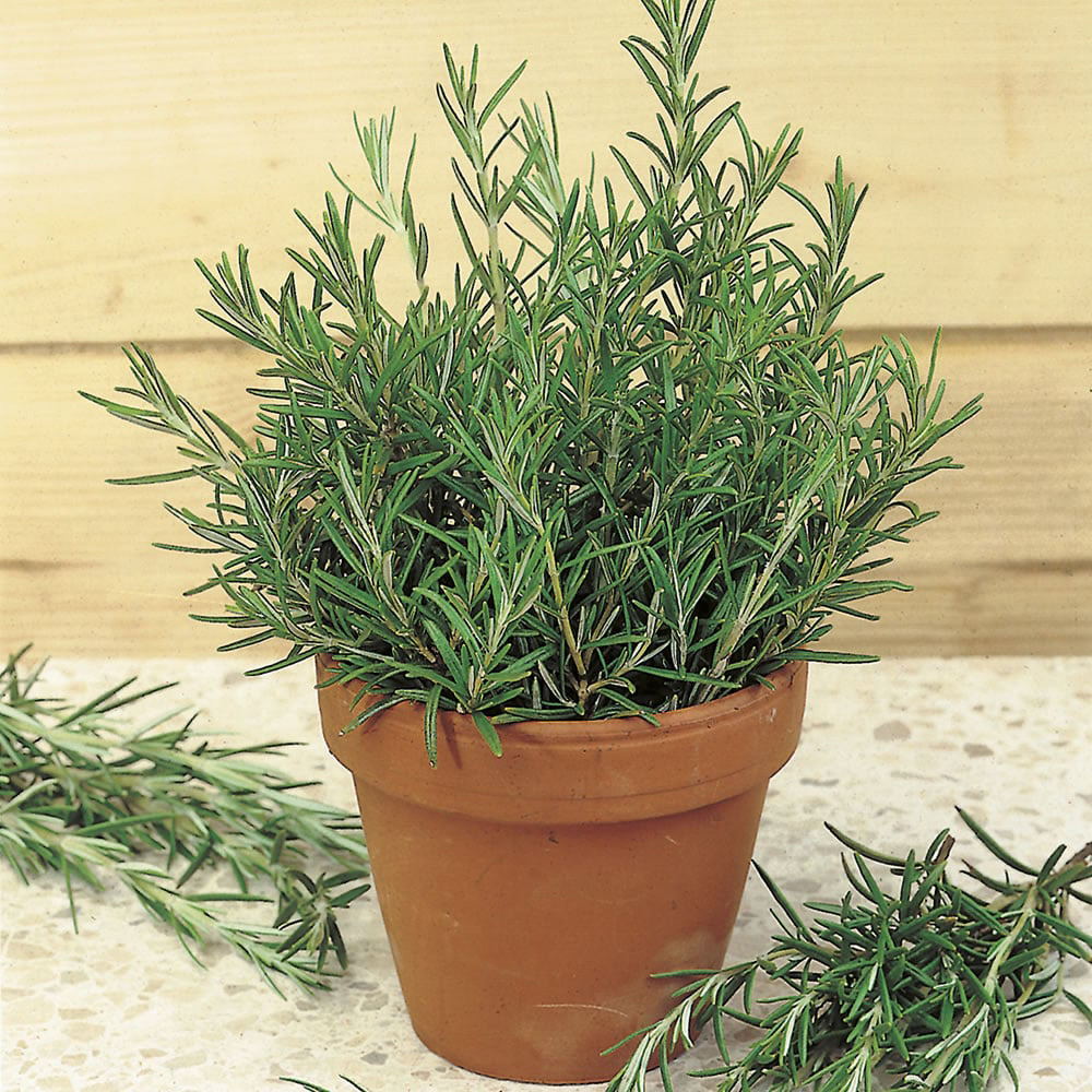 Johnsons Rosemary Herb Seeds Image 2
