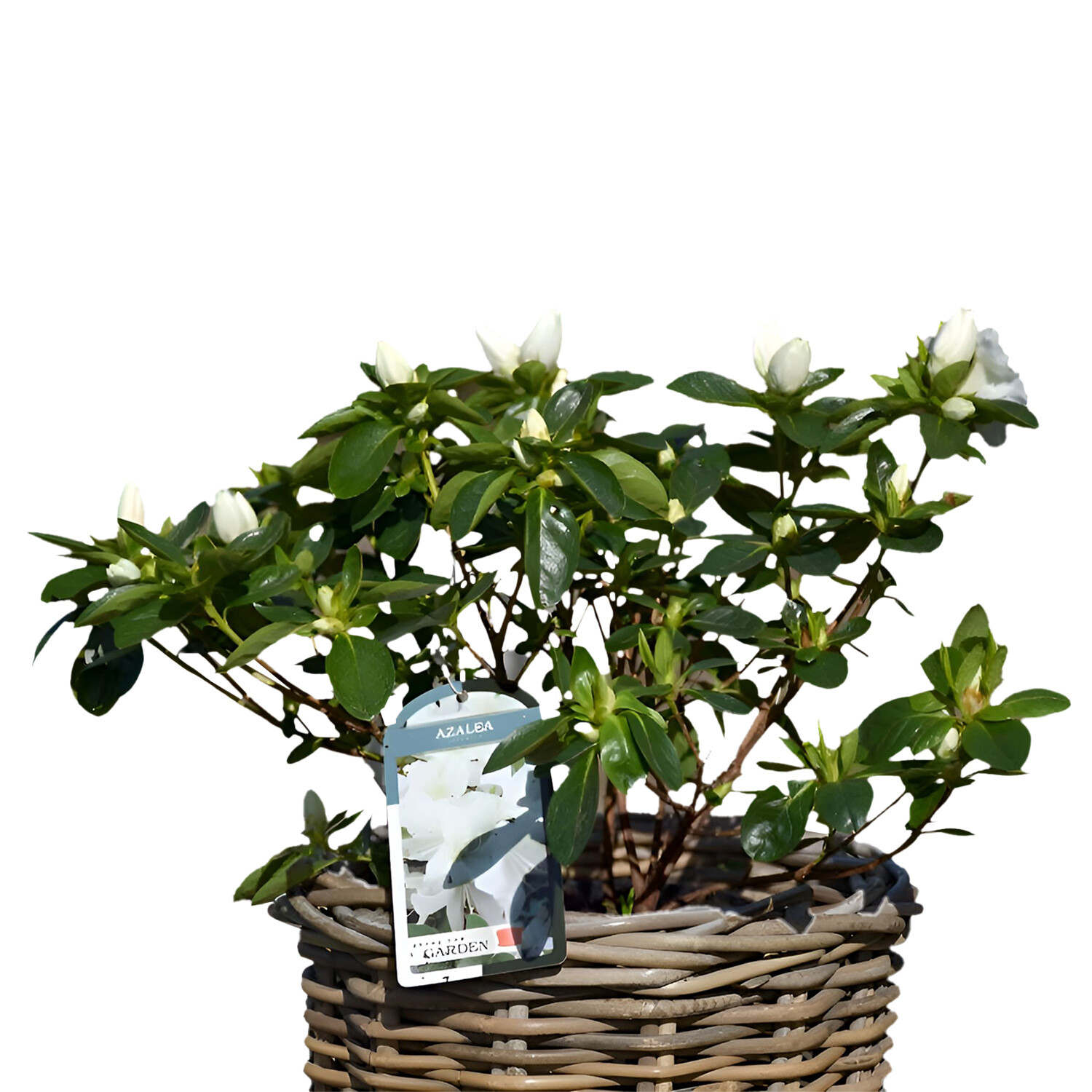Azalea Japonica 17cm - Multicolour Image