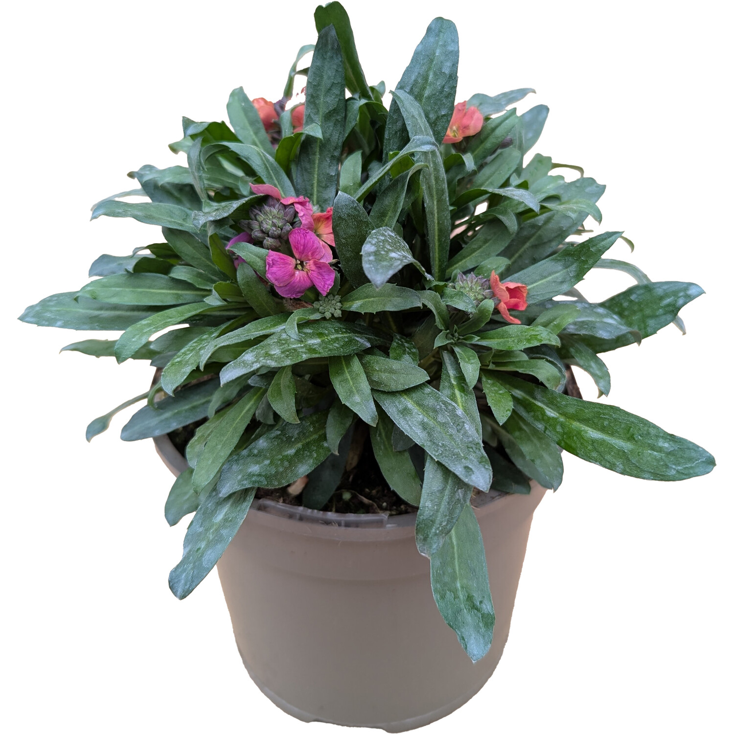 Erysimum Mixed 40cm - Multicolour Image 2